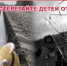 Железная дорога - железная дисциплина - Vishime.Ru