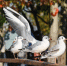 Первые выходные сентября порадуют тюменцев теплом - Сетевое издание Ишимская правда