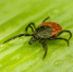 В Бердюжье зарегистрировали первое нападение клеща - Сетевое издание Ишимская правда